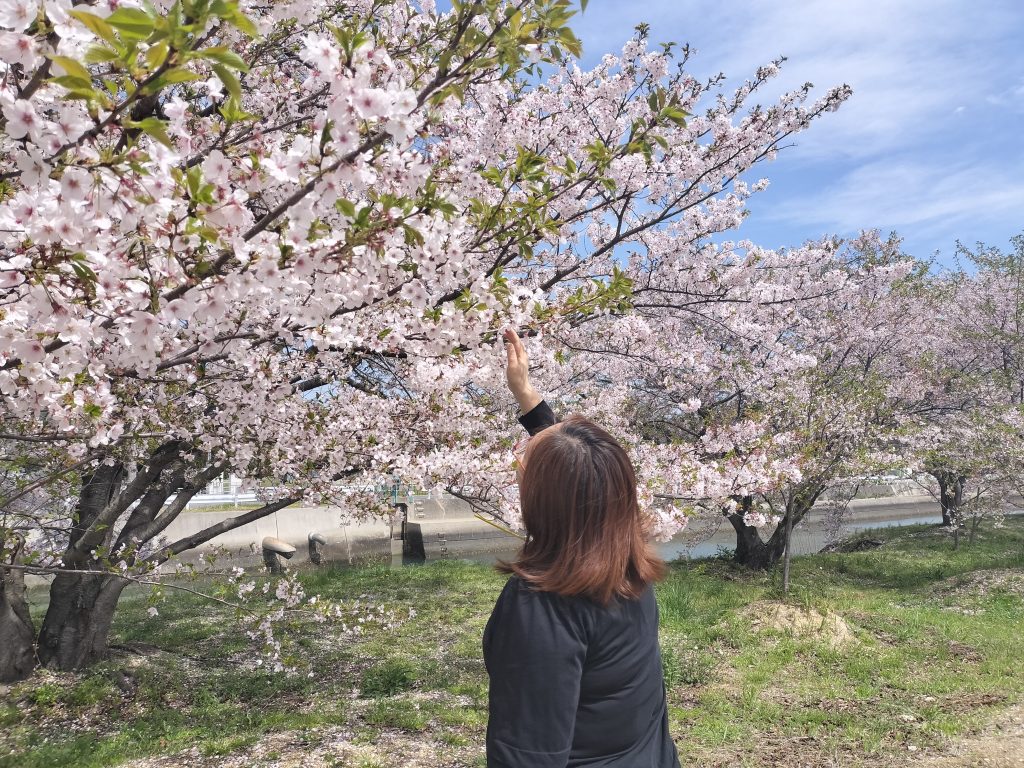 潜在意識コーチ養成・受講生の声（40代女性ヒーリング講師）月収30～40万円が安定し、初めて月100万円を達成！桜を見上げる姿